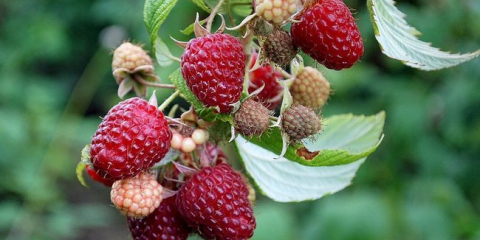 Malinová péče na podzim a příprava na zimu